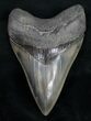 Top Quality Megalodon Tooth - Serrated #11777-2